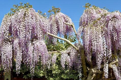 Wisteria