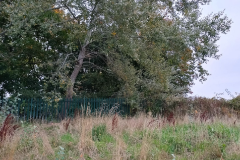 The Site From Access Road