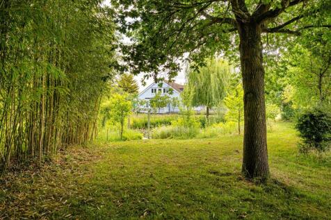 bamboo &amp; oak tree.jpg