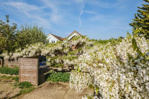white wisteria.jpg