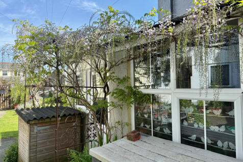 Wisteria