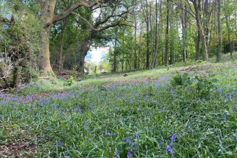 Bluebell Woods