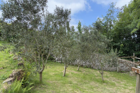 Mature Olive trees
