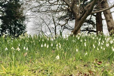Communal Woodland