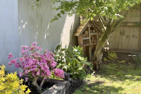 Mature Shrubs