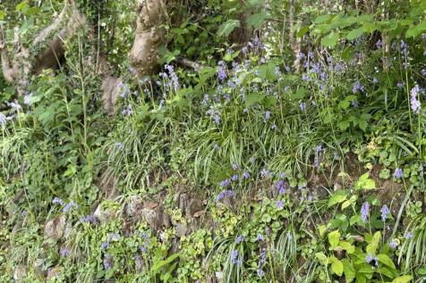 Bluebells