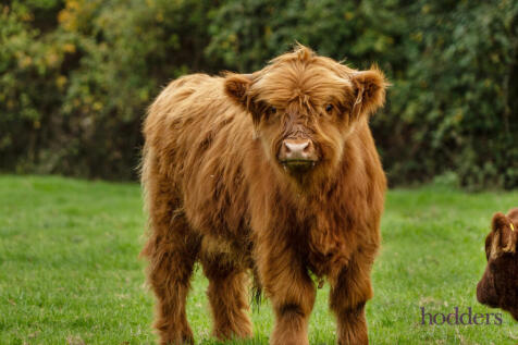 3136c819-a5b2-46d...