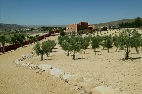 Olive Grove