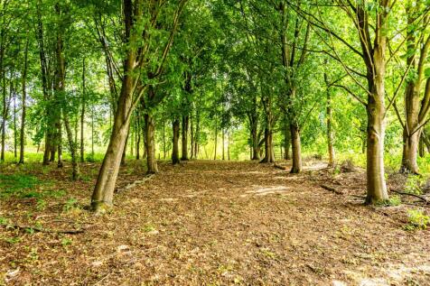 Tree Lined Avenue
