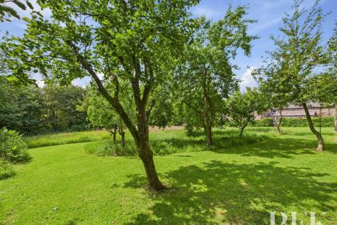 Orchard