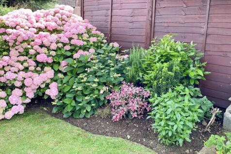 Garden in the summer