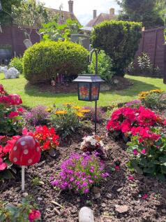 Garden in the summer