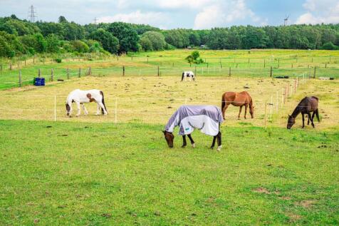 Grazing paddocks below the plot