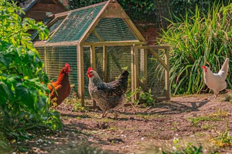Lots of space for feathered friends