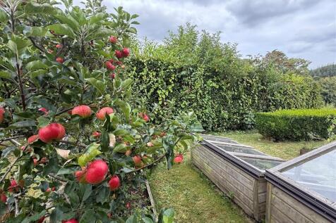 apples old post.jpg