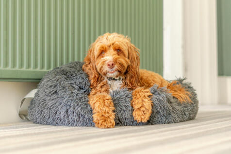 Pooch