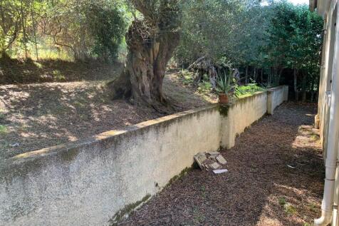 ancient olives at rear of the house