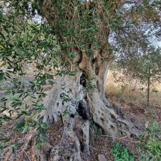 ancient olive tree