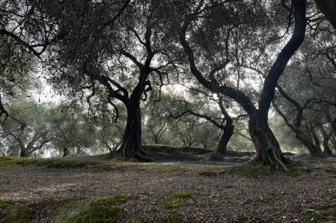 Olive grove