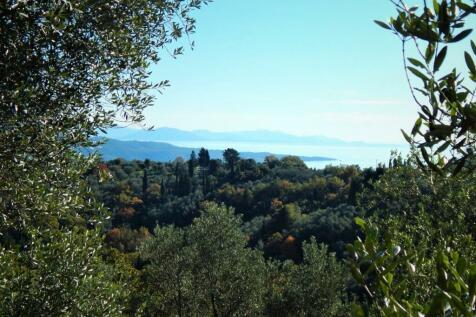 View through the trees