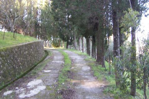 driveway to the house