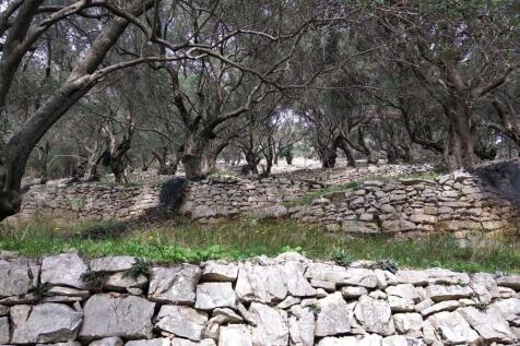 Olive trees