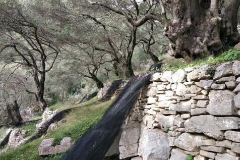 Olive trees