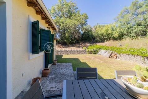 Back garden