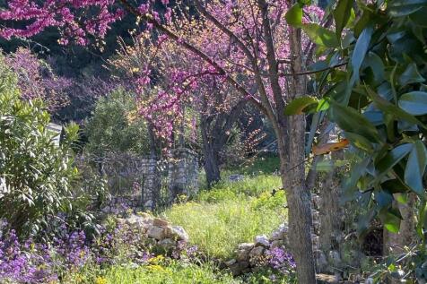 Back garden