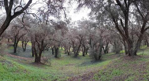 olive trees