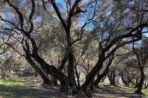 olive trees 2