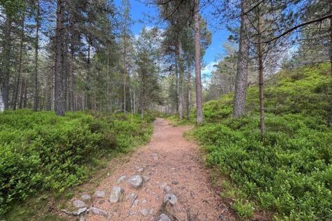 Woodland Walks