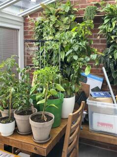Sun Room Alt