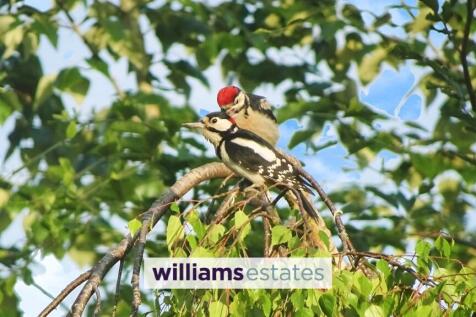 Vendors Own Photo Woodpeckers