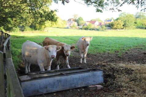 Nosey Neighbours