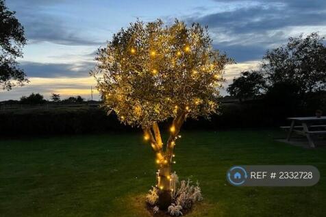 Olive Tree In Garden 