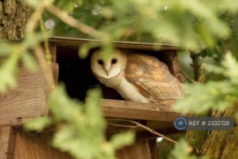 Owl Box Nearby