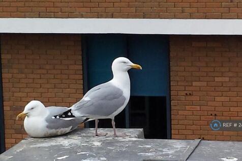 Seagulls