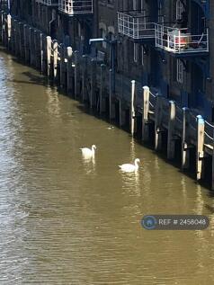 Swans