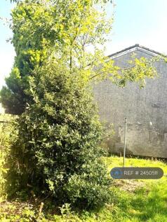 Back Garden