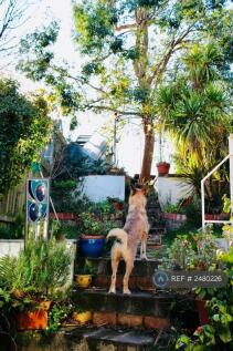 Back Garden 