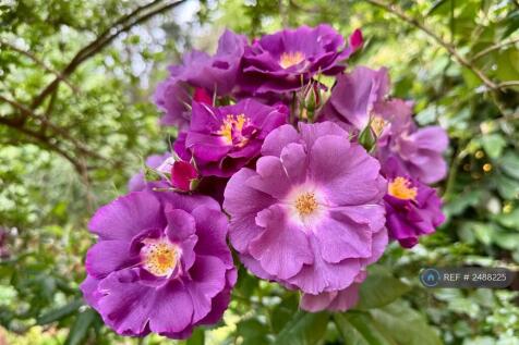 Garden Flowers