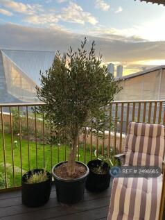 Olive Tree &#34;Oli&#34; Lives On Balcony. 