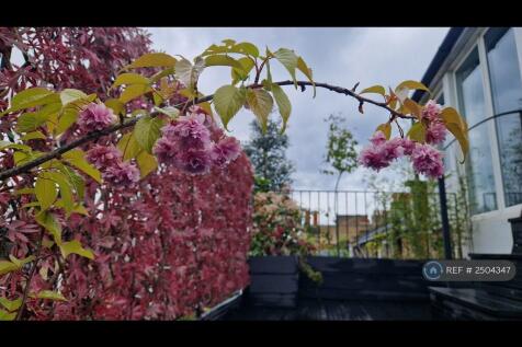 Weeping Cherry On Terrace