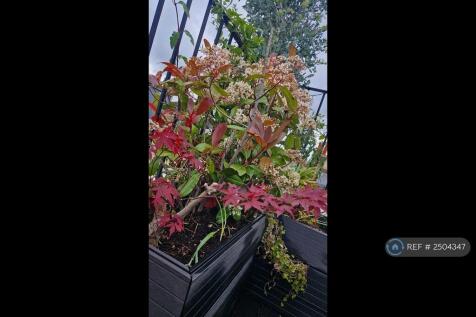 Japanese Maple, Eucalyptus Tree, Bamboo And More 