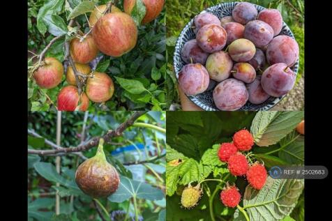 Fruits From The Garden