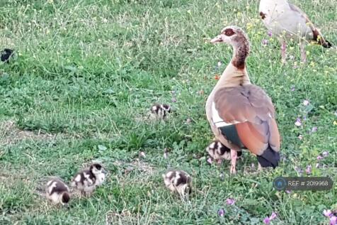 Ducklings Wild Life Area