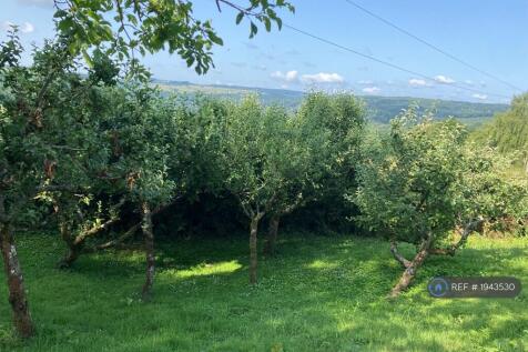Apple Trees