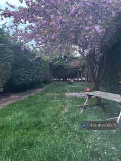 Back Garden