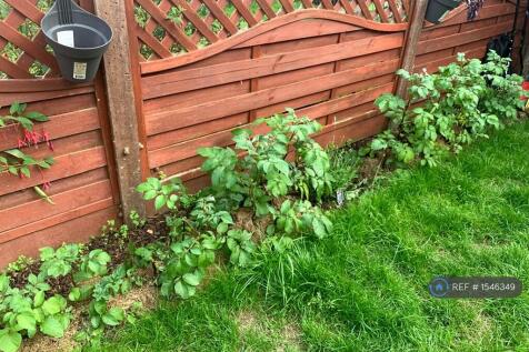 Back Garden